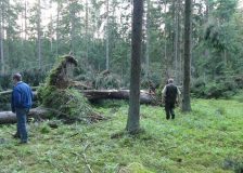 Poland receives final warning from ECJ over logging in the Białowieża Forest