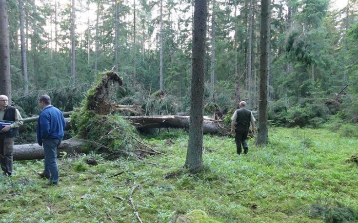 Poland receives final warning from ECJ over logging in the Białowieża Forest