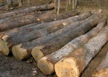 Ukraine penalized by the European Commission over roundwood export ban