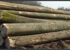 Timber market in Romania has to improve competition