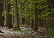 Austria: stable spruce prices, while sawmills are in short supply