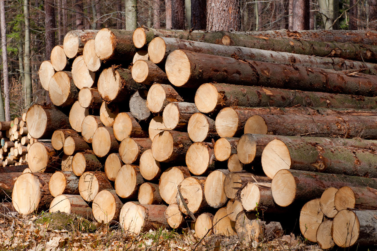 High Wood Prices Multiplied The Profit Of The Czech Forest State 