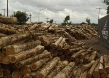 India: Latest prices for teak, sawnwood and plywood