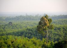 Myanmar Gov. banns private timber operations and cuts the teak prodution