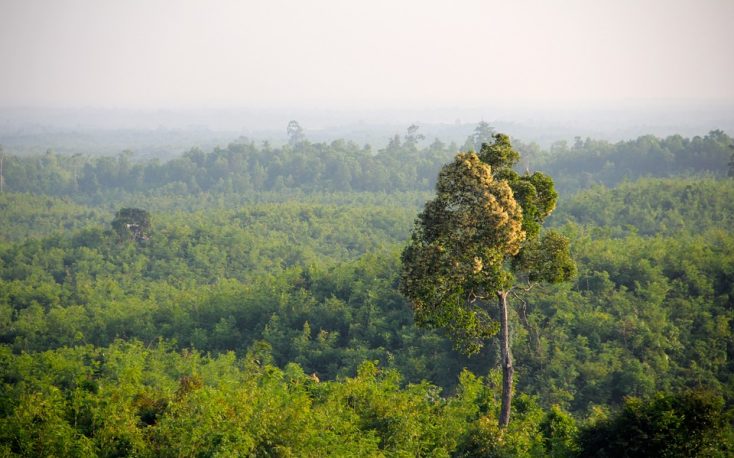 Myanmar Gov. banns private timber operations and cuts the teak prodution