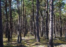 Swedish pine is explored as a great material for the future