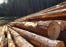 Prices for logs in the US went up due to a confluence of factors