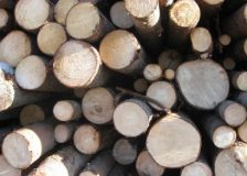 Belarus further limits the logs exports to the West