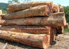 Malaysia: Exports of tropical logs expected to fall sharply