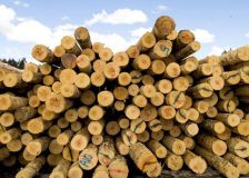 Roundwood demand and prices in Finland go up