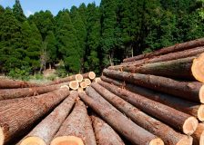 UK warns about shortage of timber for pallets