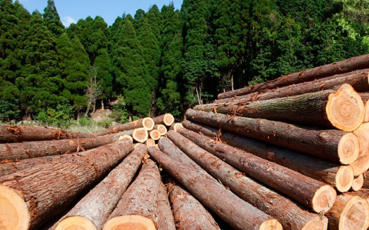 UK warns about shortage of timber for pallets