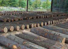 Russia imposes temporary restrictions on veneer logs exports