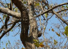 A resumption of trade in some Indian dalbergia species is possible