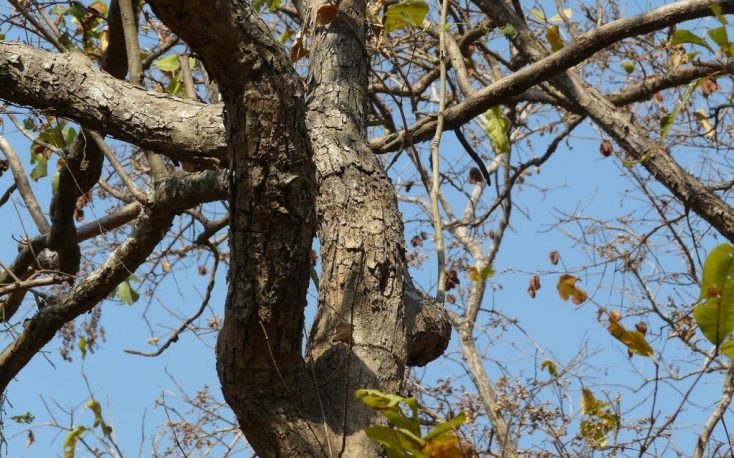 A resumption of trade in some Indian dalbergia species is possible