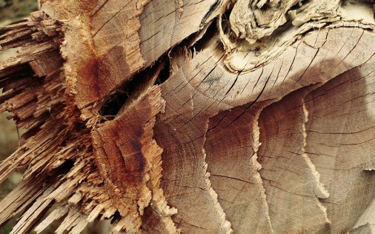 The importance of the EUTR and FLEGT licensing on wood trade