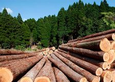 Ten timber trading companies in Europe accused of importing illegal wood from DRC