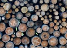 Estonia: Roundwood prices reach record-highs in March