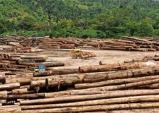 Many plywood mills in Malaysia and Indonesia stop production due to logs supply shortage