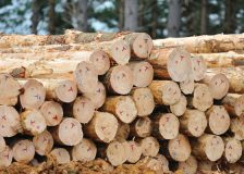 Softwood logs exports from New Zealand reached record volumes in March