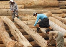 Investigation finds European companies taking advantage of loophole to imports teak