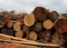 Ghana: Latest prices for wood products