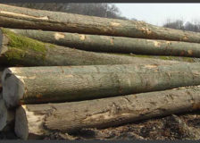 Romanian wood processing industry affected by supply shortage and rising prices for lumber