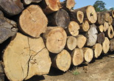 Brazilian Ipe logs in short supply