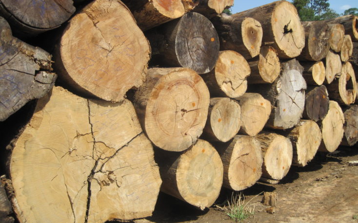 Brazilian Ipe logs in short supply