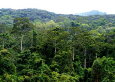 The Chinese got 2.5 billion m3 of stocking volume in planted forests