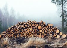 EU calls for wood export ban consultations with Ukraine