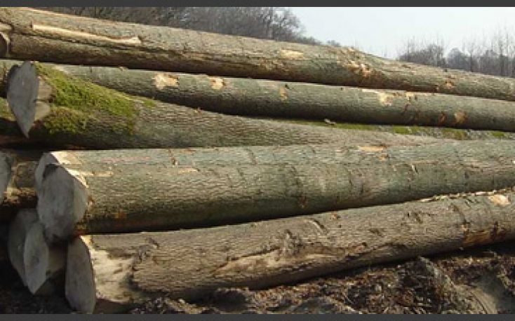 British Columbia plans to limit log exports