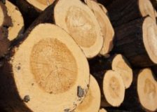 Roundwood prices in Finland grew by 6% during 2018