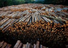 Eucalyptus pulplog prices in Brazil at their lowest levels in three years