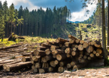 Bark beetle infestation is destroying forests in Central Europe