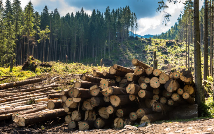 Bark beetle infestation is destroying forests in Central Europe