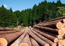 Russia and New Zealand compete over timber exports to China