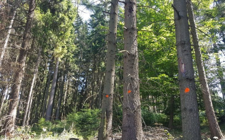 Czechia expects 30 million m3 of beetle wood from its forests in 2019