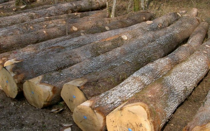 Romania considers banning wood exports outside the EU