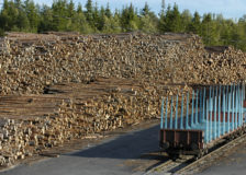 Finland: Forest industry under threat by the bark beetle effects, mild winters and coronavirus