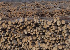 Current trends in the global forest industry