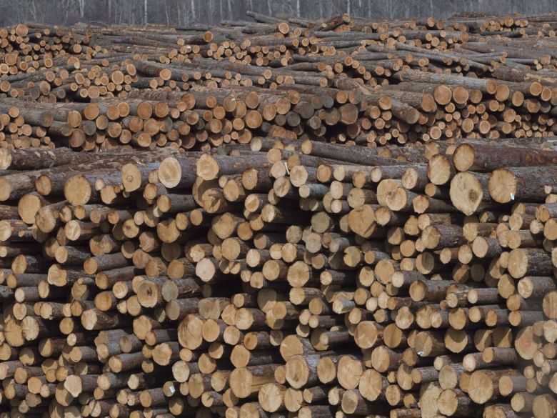 Current trends in the global forest industry - Timber Industry News