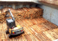 N. Zealand: Rising shipping costs impact prices of logs exported to China