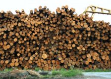 Record low wood prices in Austria due to bark beetle and corona crisis