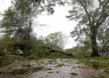 Hurricane Laura caused $1.6 billion in forestry, timber damages