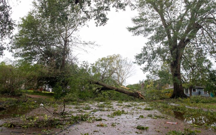 Hurricane Laura caused $1.6 billion in forestry, timber damages