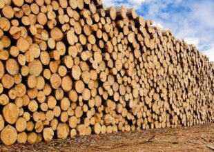 Timber Industry News