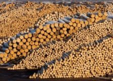 2023 expected to be one of the most difficult years for the Czech forest industry