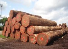 Congo: Ban on log exports comes into force