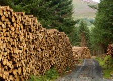 Austria: Demand and prices for spruce sawlogs pick up considerably in January